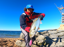 Load image into Gallery viewer, Shad