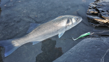Load image into Gallery viewer, Waylander - Mean Minnow x3 Soft Plastic with Jighead (Lead Free) 27g