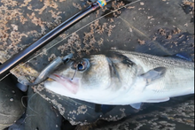 Load image into Gallery viewer, Waylander - Mean Minnow x3 Soft Plastic with Jighead (Lead Free) 27g