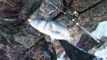 Load image into Gallery viewer, Waylander - Mean Minnow x3 Soft Plastic with Jighead (Lead Free) 27g