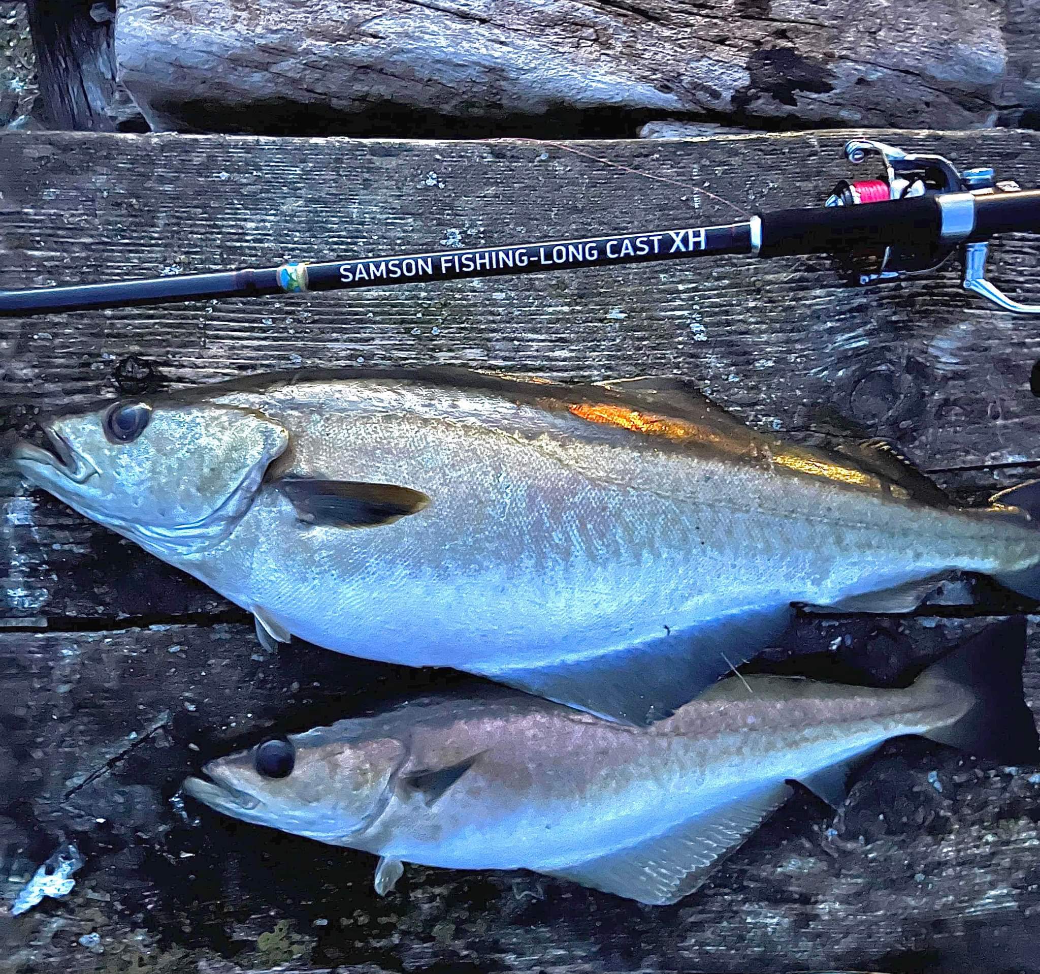 Samson Fish Rig Samson Long Cast 12ft Spinning Rod - TODOS 30-100g – SamsonFishing