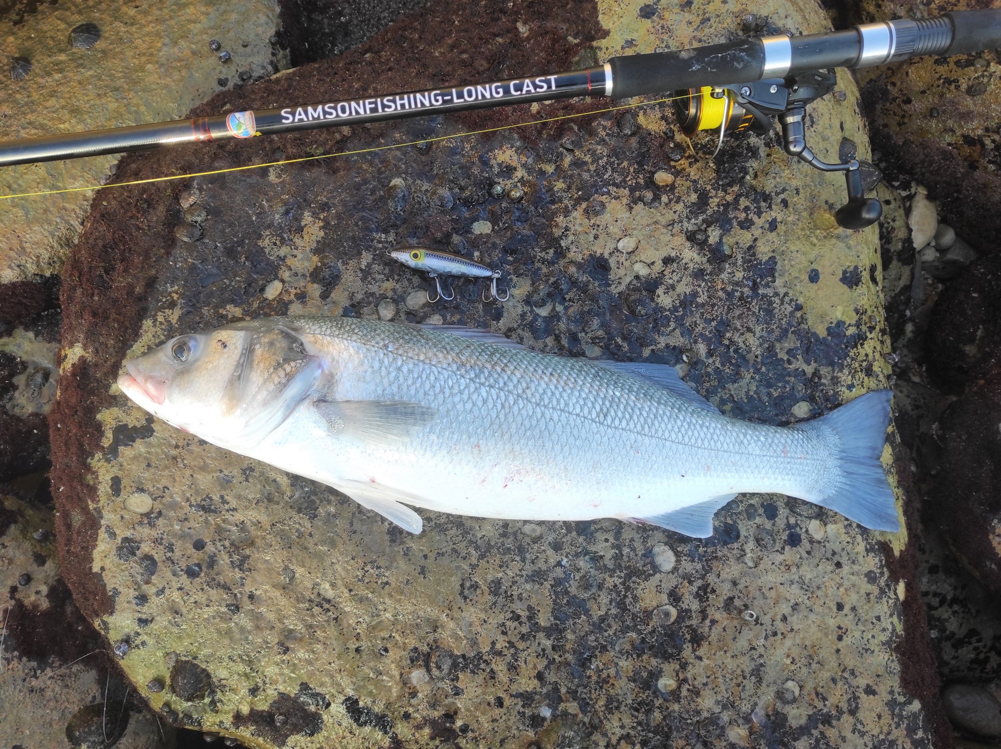 Samson Fish Rig Samson Long Cast 12ft Spinning Rod - TODOS 30-100g – SamsonFishing