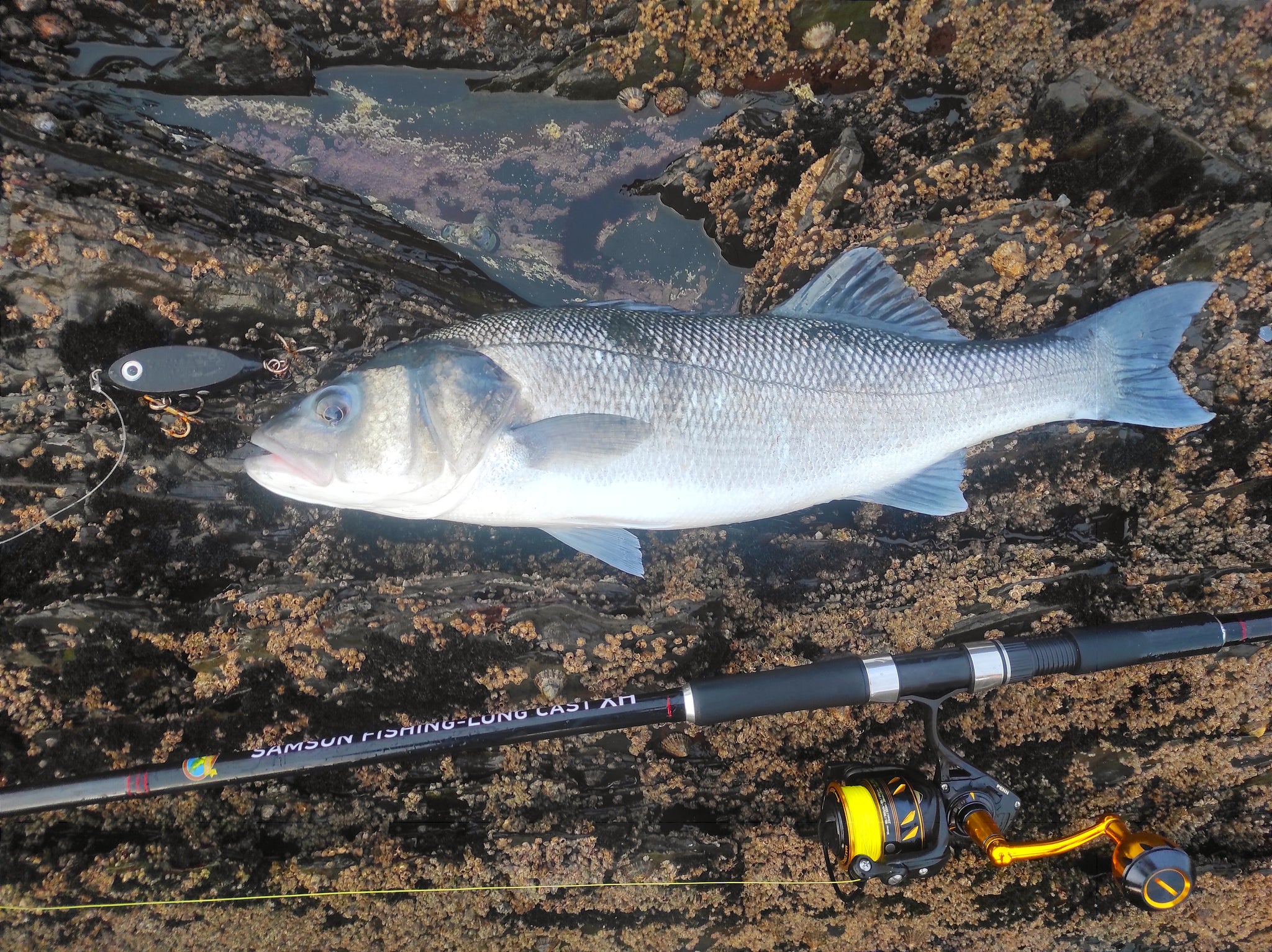 Samson Fish Rig Samson Long Cast 12ft Spinning Rod - TODOS 30-100g – SamsonFishing